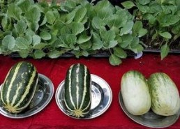 娱乐吃瓜壁纸高清